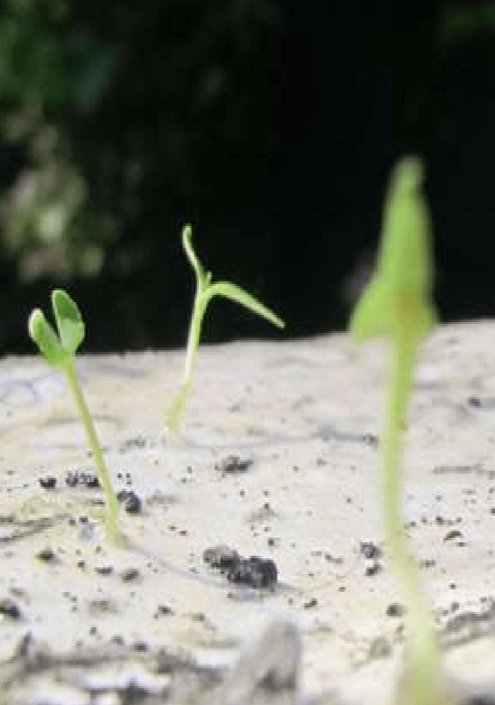 Seed Embedding